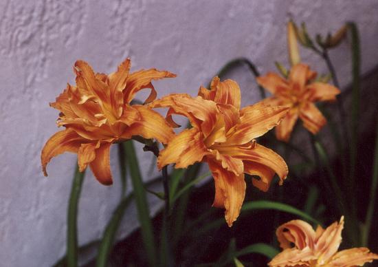 orange double day lily